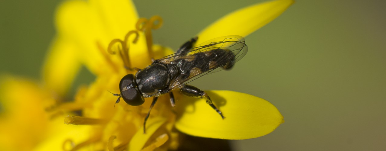 Syritta pipiens (© Rui Felix)